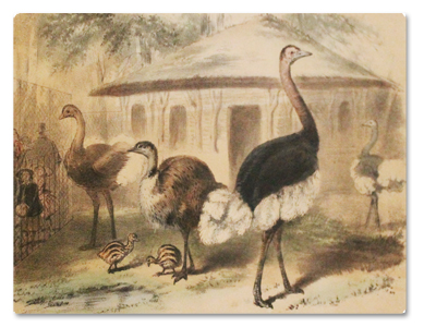 jardin des plantes, menagerie, vallee suisse, estampes, dessins, lithographie, amedee bedelet, paris, illustrations, animaux